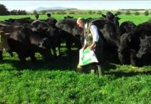 What You Should Know about the Benefits of Grass-Fed, Free-Range Meat What You Should Know About The Benefits Of Grass-Fed, Free-Range Meat