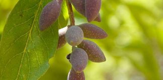 Tips to Boost Your Immune System Naturally with Yummy Herbs and More Yummy herbs