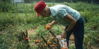 4 Ways to Eat More Ethically Ways to Eat More Ethically