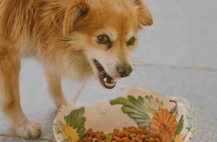 dog street food