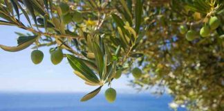 Why Does Olive Tree Adoption Make a Great Gift? olive tree adoption gift