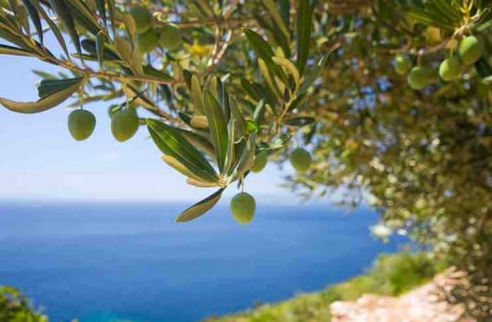 olive tree adoption gift