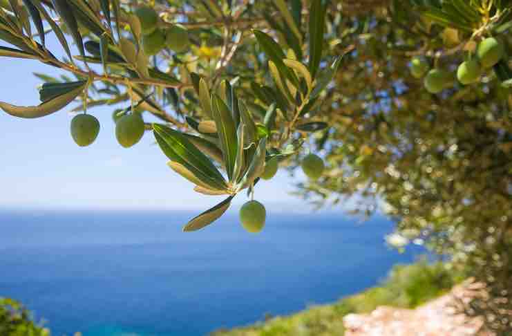 olive tree adoption gift