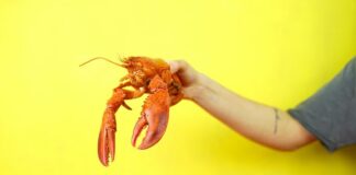Our Tips on How to Cook Lobster in the Winter How to Cook Lobster in the Winter
