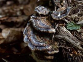 How to Cook Turkey Tail Mushrooms