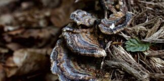 How to Cook Turkey Tail Mushrooms: The Ultimate Guide How to Cook Turkey Tail Mushrooms