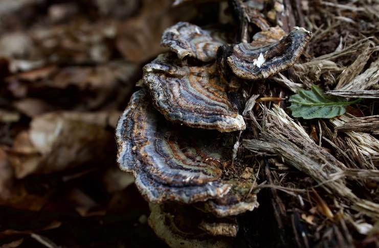 How to Cook Turkey Tail Mushrooms