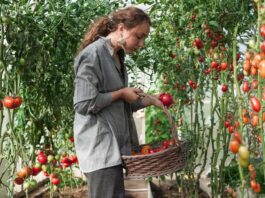 How to Harvest Tomatoes at the Perfect Time