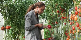 How to Harvest Tomatoes at the Perfect Time: Tips and Techniques for Bountiful Produce How to Harvest Tomatoes at the Perfect Time