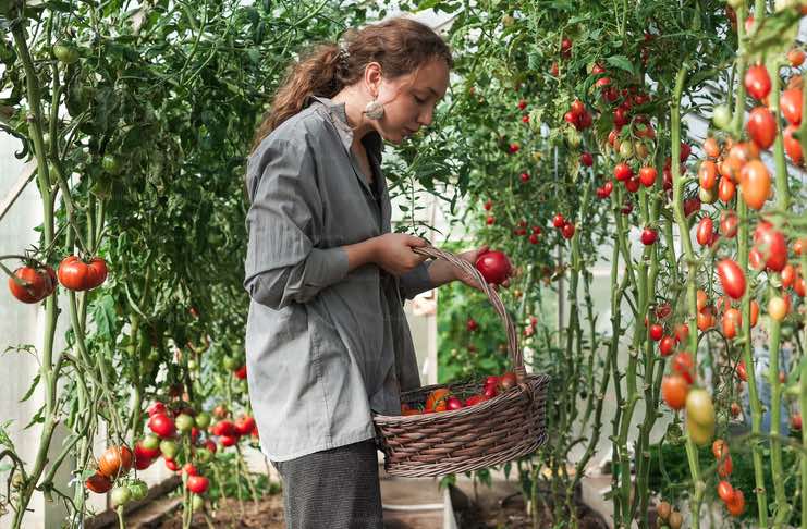 How to Harvest Tomatoes at the Perfect Time