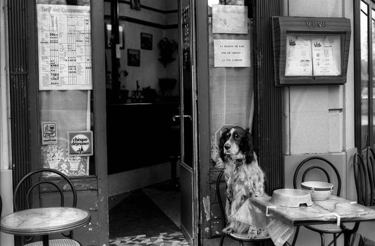 Dining with Your Dog at a Resto