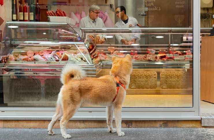 How To Take Your Dog To New York Food Trucks Like A Pro Dog at New York Food Trucks Like a Pro