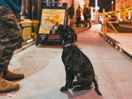 How to Take Your Dog to New York Food Trucks Like a Pro