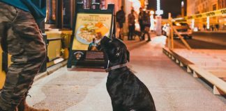 How to Take Your Dog to New York Food Trucks Like a Pro How to Take Your Dog to New York Food Trucks Like a Pro