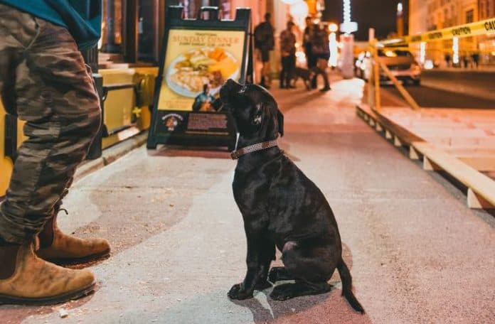 How to Take Your Dog to New York Food Trucks Like a Pro How to Take Your Dog to New York Food Trucks Like a Pro