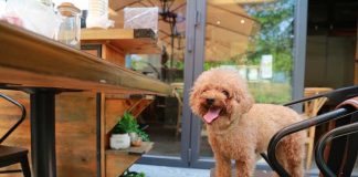 Top 4 Dog-Friendly Restaurants Near Arvada CO Dog-Friendly Restaurants Near Arvada