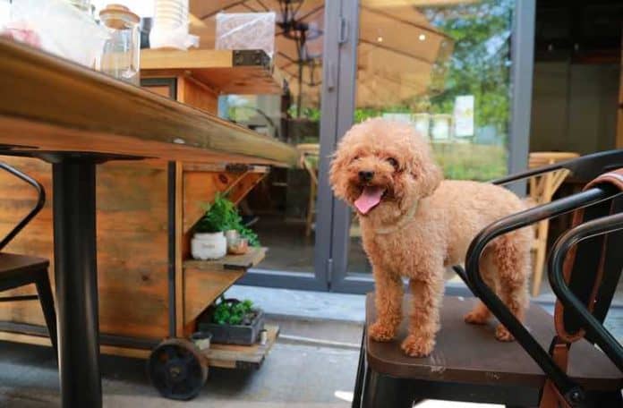 Dog-Friendly Restaurants Near Arvada Dog-Friendly Restaurants Near Arvada