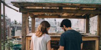 From Coop to Kitchen: Essential Features for a Quality Backyard Chicken Coop to Produce Organic Eggs From Coop to Kitchen