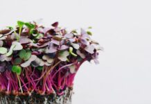 Microgreens Seeds in the Kitchen and Gastronomy Microgreens Seeds In The Kitchen And Gastronomy