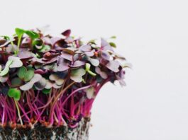 Microgreens Seeds In The Kitchen And Gastronomy