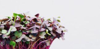Microgreens Seeds in the Kitchen and Gastronomy Microgreens Seeds In The Kitchen And Gastronomy