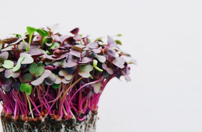 Microgreens Seeds In The Kitchen And Gastronomy Microgreens Seeds In The Kitchen And Gastronomy