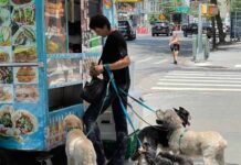 The Dog-Friendly NYC Street Food Crawl: Where to Go and What to Bring The Dog-Friendly Nyc Street Food Crawl: Where To Go And What To Bring