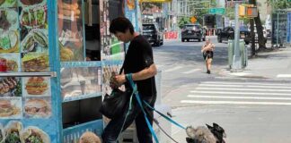 The Dog-Friendly NYC Street Food Crawl: Where to Go and What to Bring The Dog-Friendly Nyc Street Food Crawl: Where To Go And What To Bring