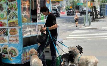 The Dog-Friendly NYC Street Food Crawl: Where to Go and What to Bring The Dog-Friendly Nyc Street Food Crawl: Where To Go And What To Bring