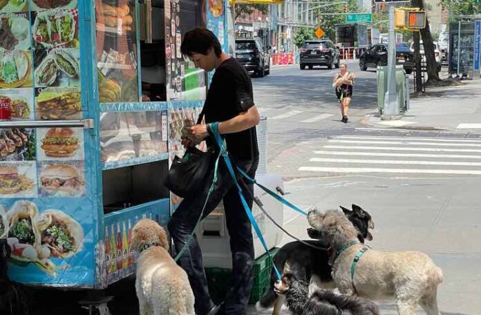 The Dog-Friendly Nyc Street Food Crawl: Where To Go And What To Bring